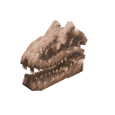 Allosaurus Skull
