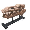 Mosasaur Skull